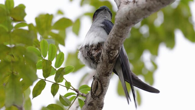 Nature wildlife image of Grey-rumped Treeswift perching on tree branch