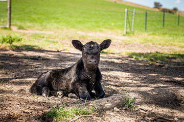 Black cute baby calf resting in a shadow 
