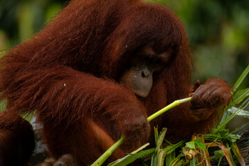 Adult orangutan busy with eating leaves on a rainy day, close up portrait