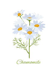 Wildflowers with text. Flower with inscription chamomile. Floristry and botany. Poster or banner for website. Biology lesson. Cartoon flat vector illustration isolated on white background