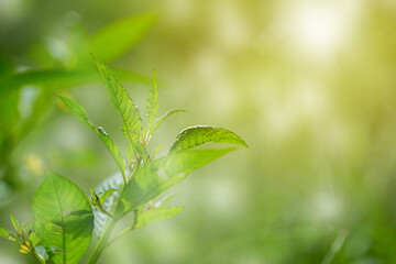 Closeup fresh green leaf with sunlight in the garden