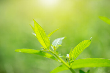 Closeup fresh green leaf with sunlight in the garden
