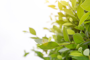 Closeup macro of fresh green leaf texture background