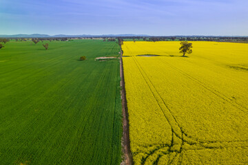 Blooming canola field and wheat. Two colours green and yellow with blue sky 