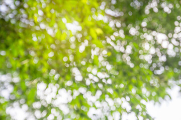 Green bokeh on nature abstract blur background green bokeh from tree.