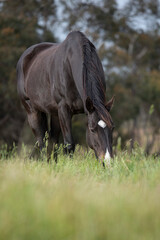 Beautiful dark brown horse grazing  on a green pasture 