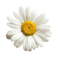 A beautiful white daisy flower with a yellow center center on an isolated background