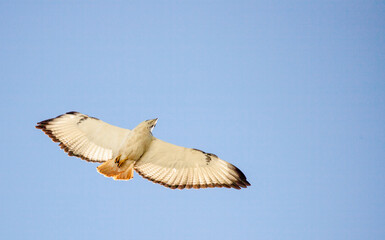 A bird with a white body and orange wings flies in the sky
