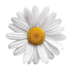 A beautiful white marguerite flower top view on an isolated background