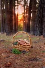 Sunset in a pine forest. Full Basket of wild mushroom standing on a ground.