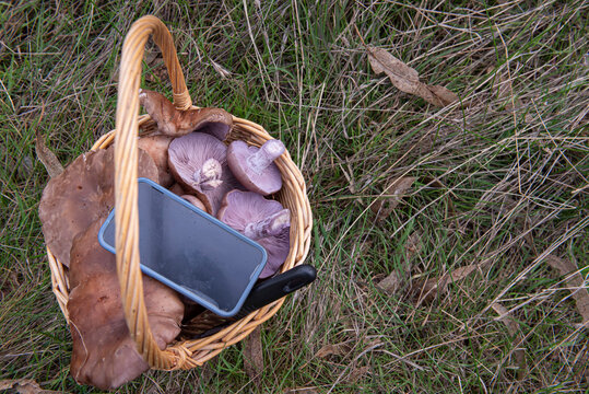 Hunting for a right mushroom with a new phone