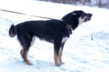 barking shepherd dog puppy full body photo on leash on white snow forest background