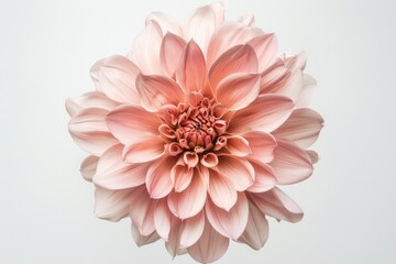 Beautiful pink flower on white background. Generate AI image