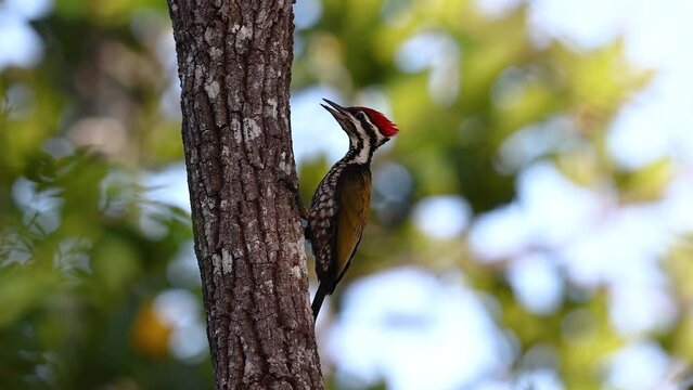 Nature wildlife common flameback woodpecker drilling bark tree finding food like insect in nature
