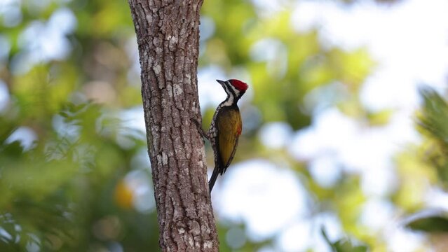 Nature wildlife common flameback woodpecker drilling bark tree finding food like insect in nature