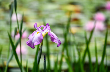 池に咲く花菖蒲