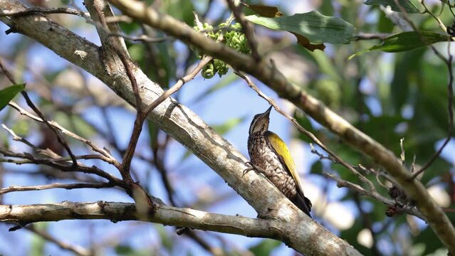 Nature wildlife common flameback woodpecker drilling bark tree finding food like insect in nature