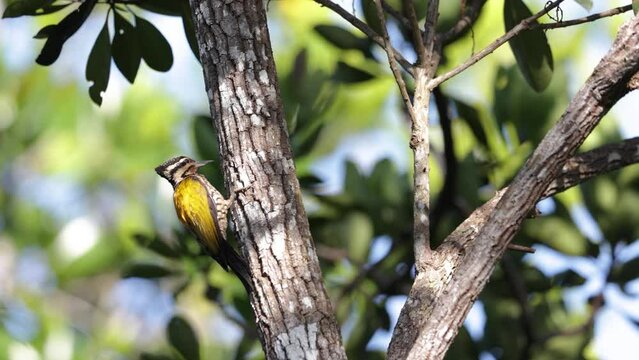 Nature wildlife common flameback woodpecker drilling bark tree finding food like insect in nature