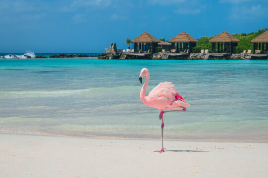 One pink flamingo on white sand beach with Caribbean Sea and cabanas in the background, Flamingo Beach, Renaissance Private Island, Aruba. Photo taken in February 2024.