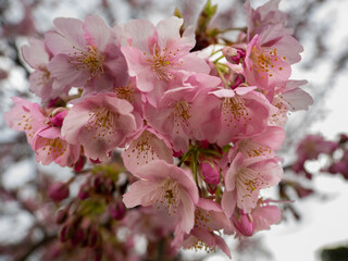 河津桜が咲きはじめた