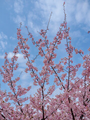 青空に向かって伸びるカワヅザクラ