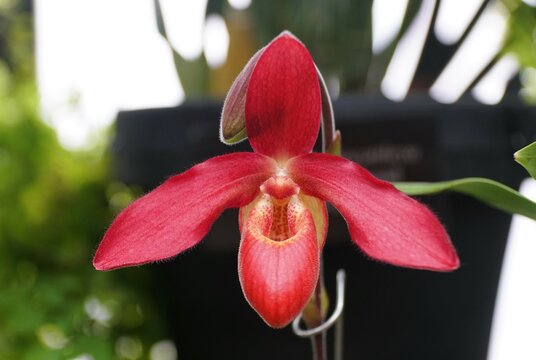 Closeup of the bright red Phragmipedium Andean Fire orchid