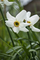 White poet's daffodil flower in a garden in Potzbach, Germany on a spring day.