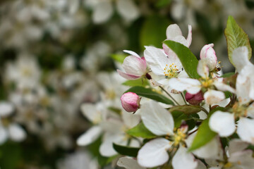 White apple blossoms and buds on a tree in Potzbach, Germany.