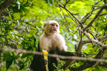 Monkey eating pineapple on a branch