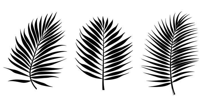 Silhouettes of tropical leaves