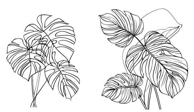 Tropical Monsterra plants leaves in botanical line art style