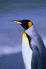 penguin vector, water animals, penguin wallpapers, penguin backgrounds, animal wallpapers, sea animals,