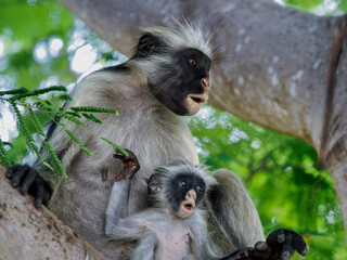 Red Colobus monkeys, found only in Zanzibar. monkeys from the vervet family, which are an endemic species	