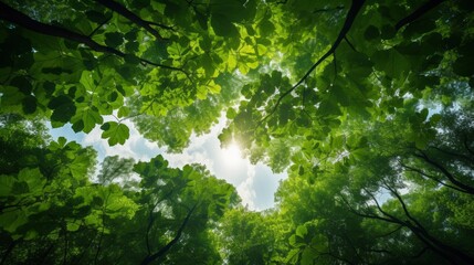 Forest canopy from below, nature's ceiling with center space