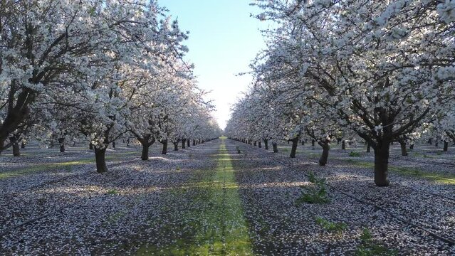 Flying back between almond trees, California