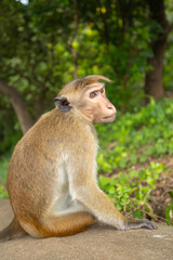 Macaque monkey at the Dambulla Temple in the Central Province of Sri Lanka