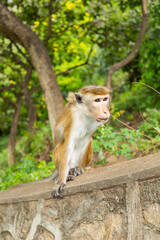 Macaque monkey at the Dambulla Temple in the Central Province of Sri Lanka