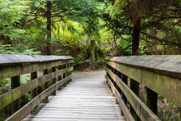 Fototapeta premium pedestrian bridge in summer forest in the Canadian park with green trees