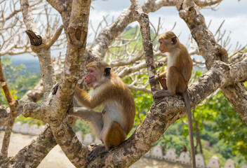Macaque monkey sitting in tree at the Dambulla Temple in the Central Province of Sri Lanka