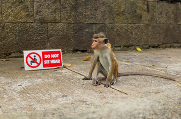 Macaque monkey sitting next to do not sit here sign at the Dambulla Temple in the Central Province of Sri Lanka