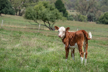 Red and white small calf standing on a green pasture 