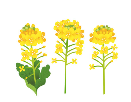 菜の花
