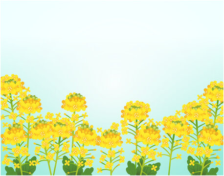 菜の花畑