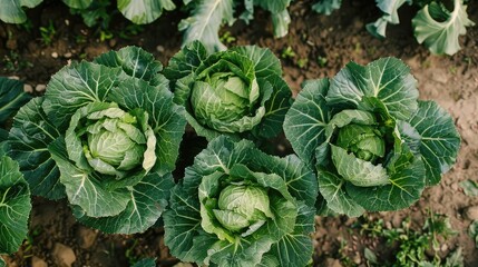 Green cabbage garden in summer Generative Ai