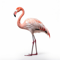Elegant Flamingo Standing Solo on White Background

