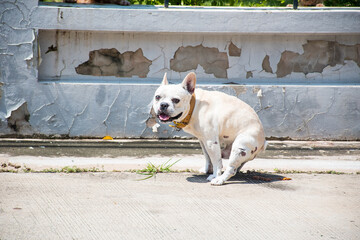 A cream-color French bulldog is pooping in the park. Defecating dog