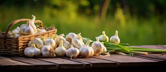 Obraz na płótnie Canvas Fresh dry eco organic vegetable garlic. Healthy farm harvest Graphic Art . Wholesome Organic Garlic Vector Graphic