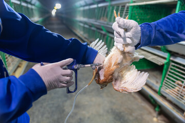 Disease prevention in chickens. Pullets vaccination in close farm, temperature and light control ,...