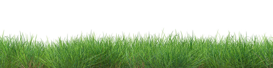 Fototapeta premium Realistic green grass isolated on trasparent background. 3d rendering