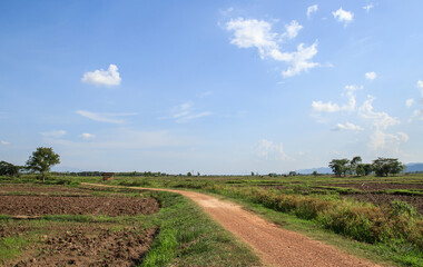 Fototapeta na wymiar local road in agricultural area